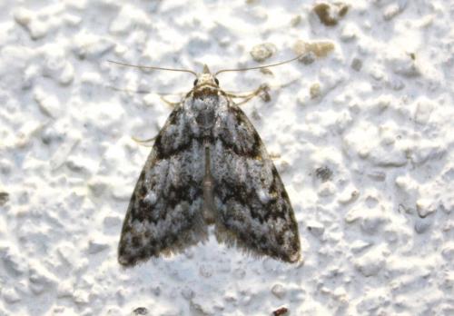 Réf. 217 446 : Nola cicatricalis